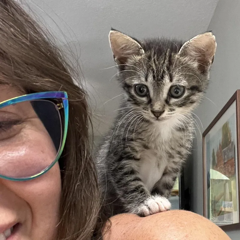A baby small-sized female Brown / Chocolate Domestic Short Hair cat named Scary Spice for adoption in Jupiter, FL