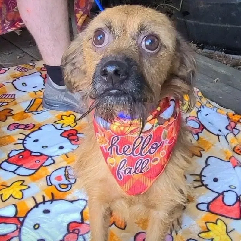 An adult small-sized male Mixed Breed dog named Buster for adoption in Woolwich, ME