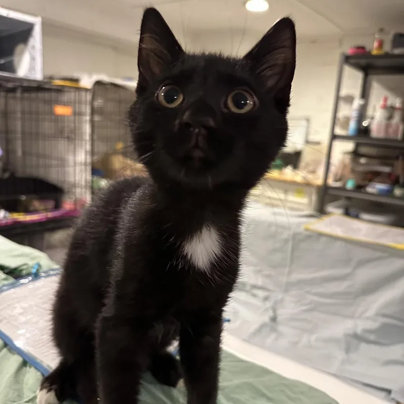 A baby small-sized male Black Domestic Short Hair cat named Salem for adoption in Mount Laurel, NJ
