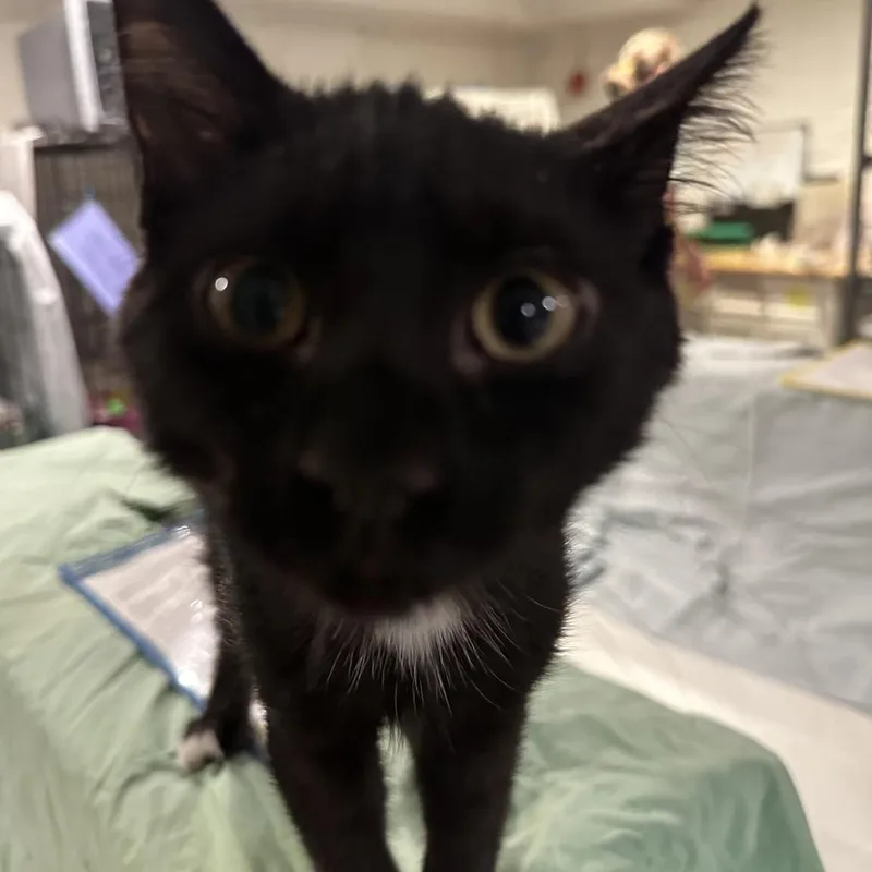 Salem thumbnail 2