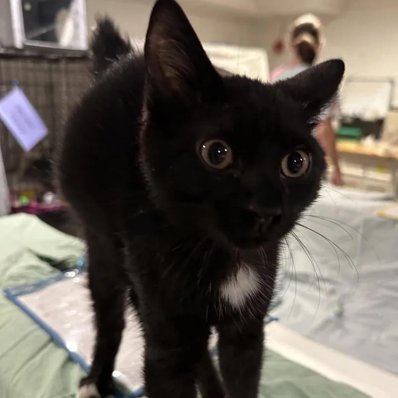 Salem thumbnail 3
