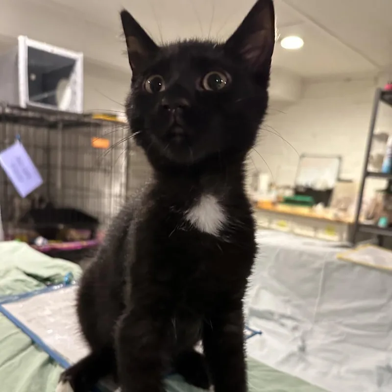 Salem thumbnail 4