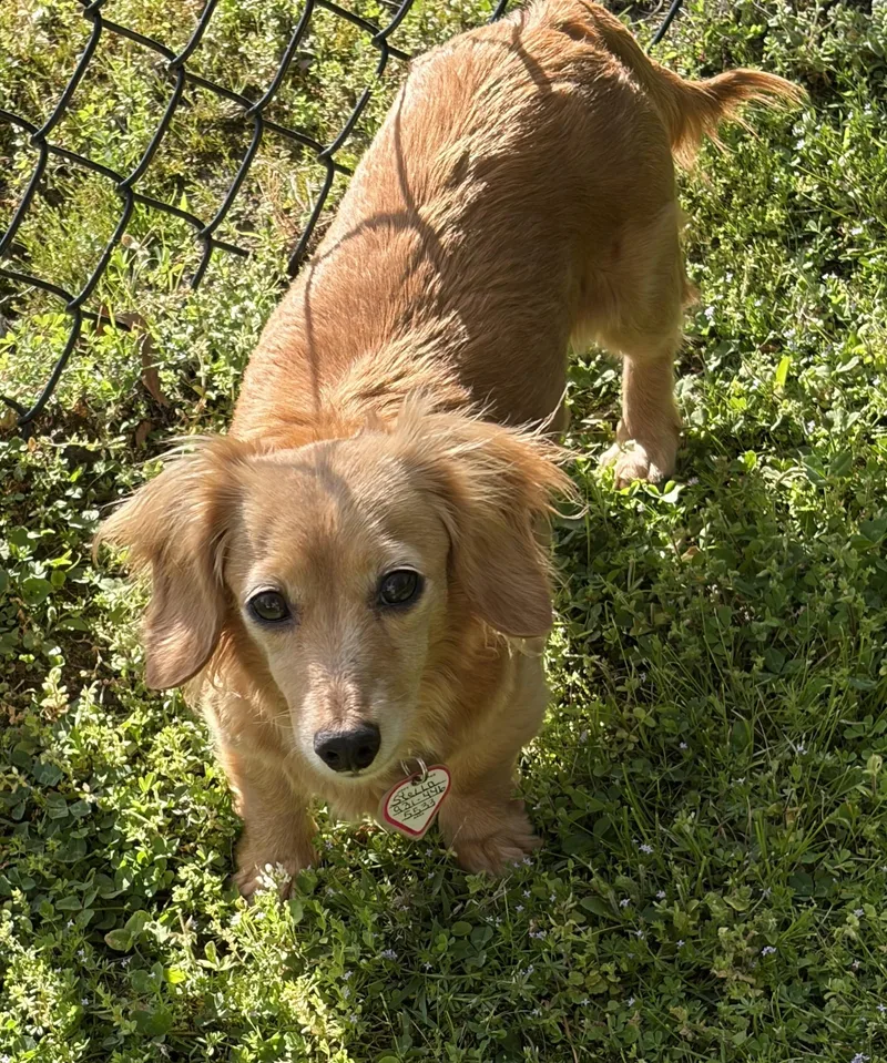 Stella In Tn thumbnail 5