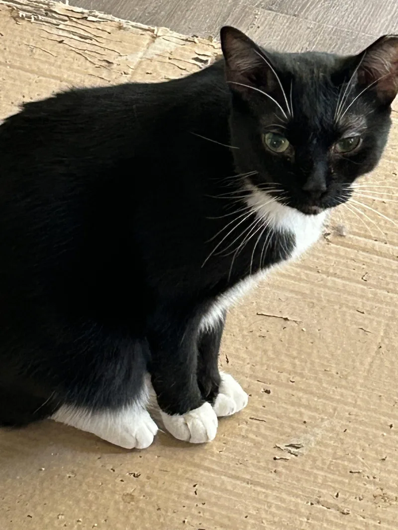 A baby medium-sized male Domestic Medium Hair cat named Jasper for adoption in Gilbert, AZ