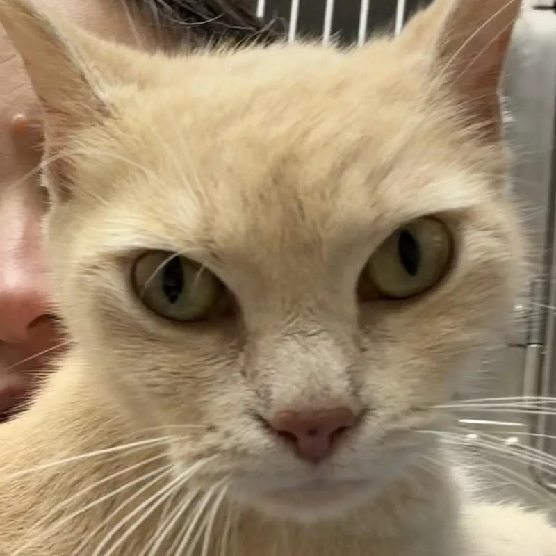 A young small-sized female Domestic Short Hair cat named Danni Lu for adoption in Evansville, IN