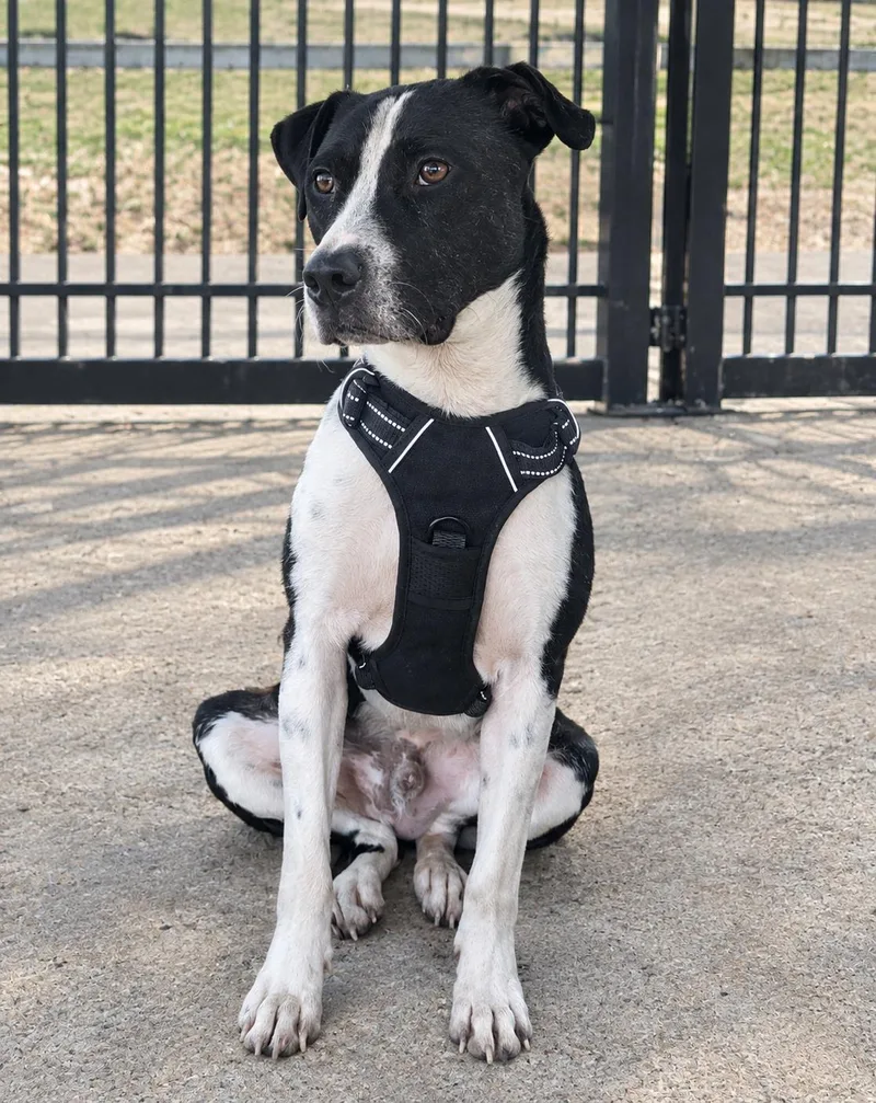 A young medium-sized male Hound dog named Phantom for adoption in Orangeburg, SC