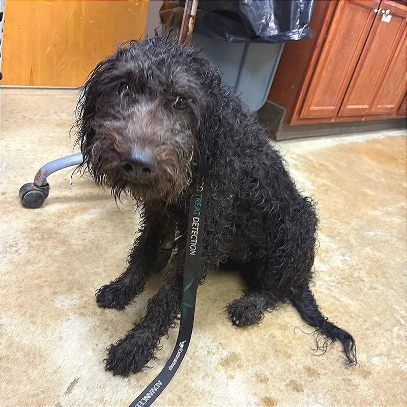 A young medium-sized female Standard Poodle dog named Dreka U for adoption in Tupelo, MS