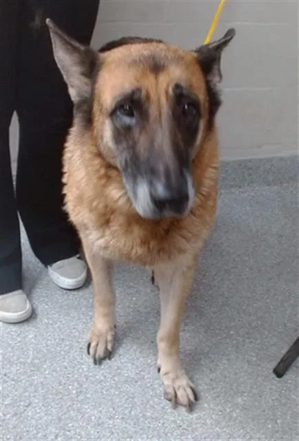 A senior large-sized female German Shepherd Dog dog named A for adoption in Pasadena, TX