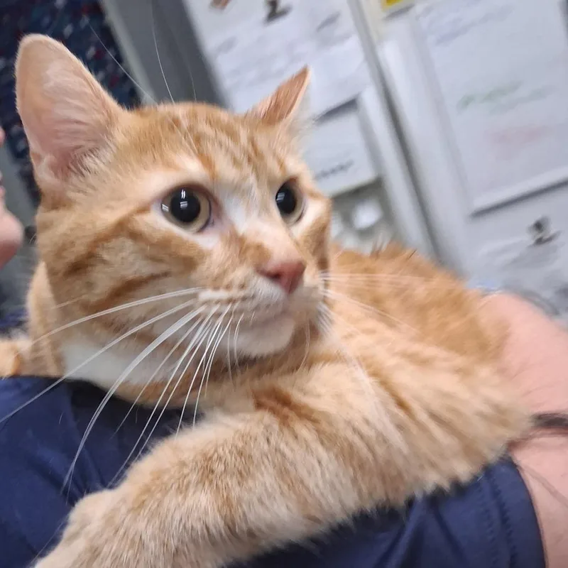 An adult extra large-sized male Orange / Red Domestic Short Hair cat named Kody for adoption in Summerville, SC