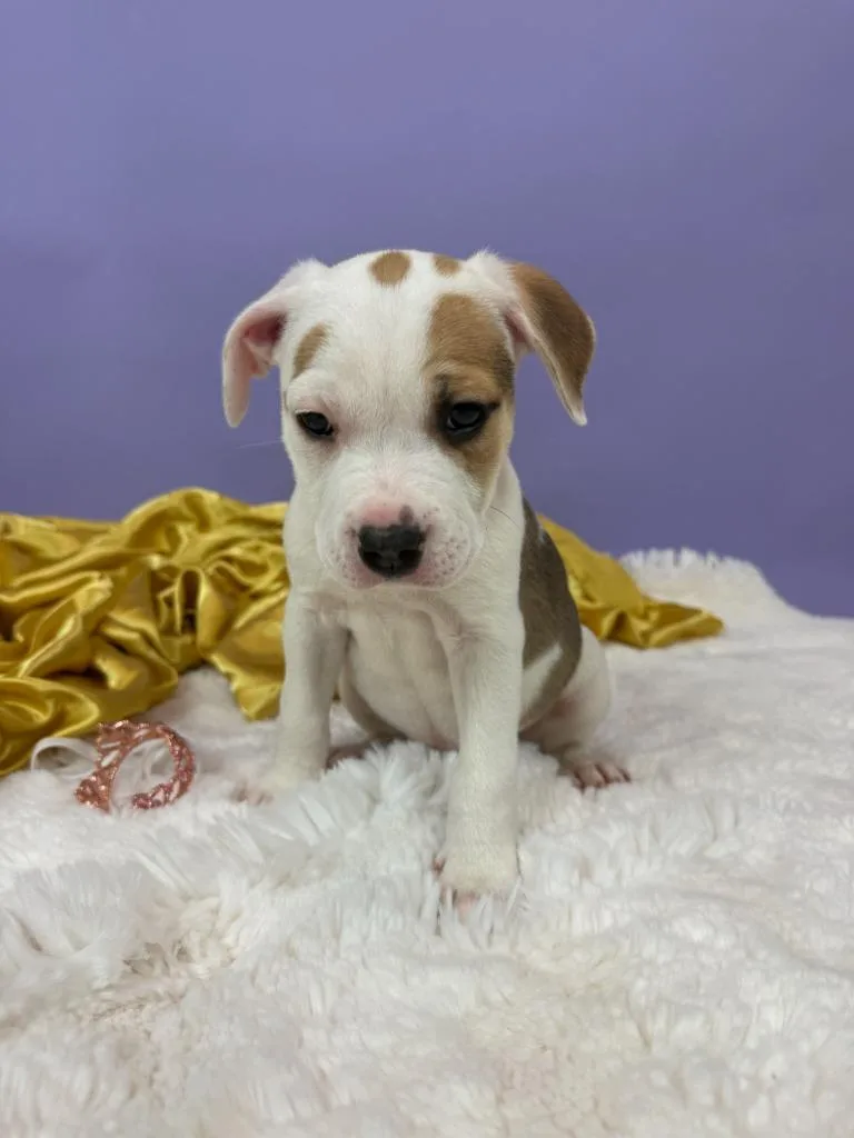 Marchioness thumbnail 2