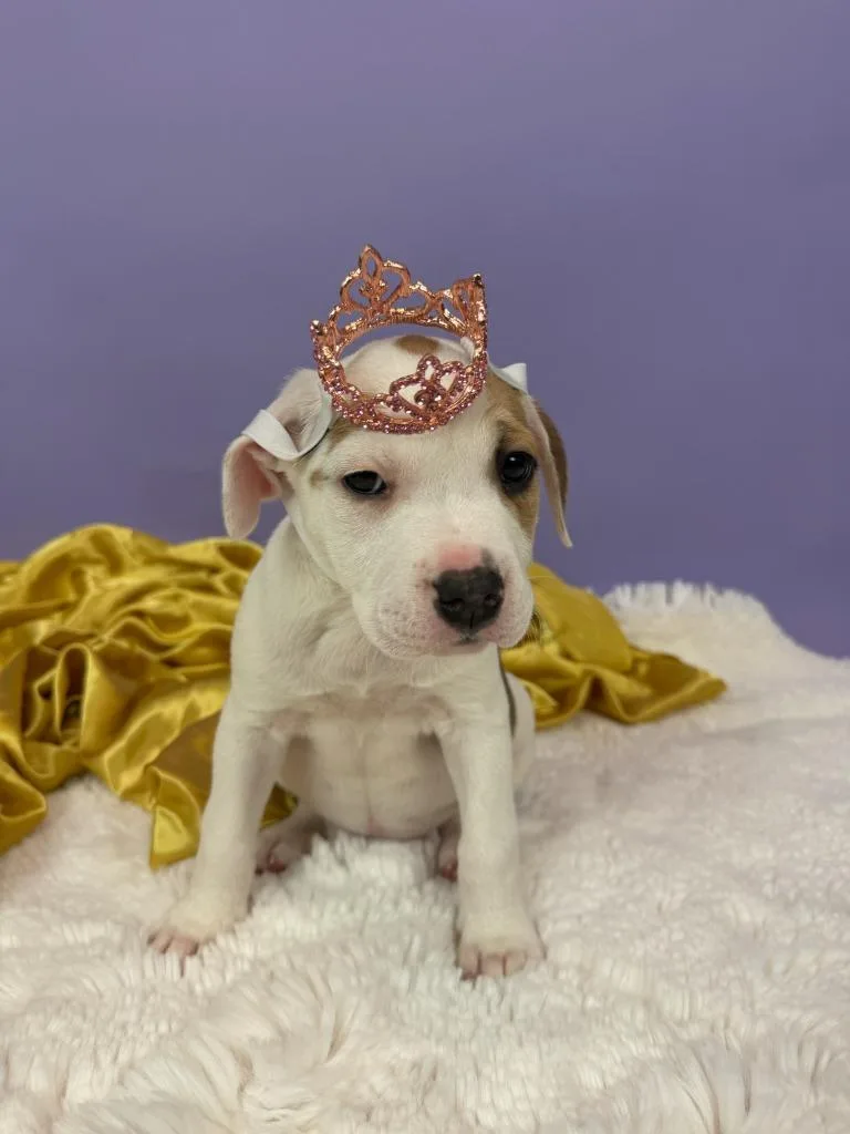 Marchioness thumbnail 3