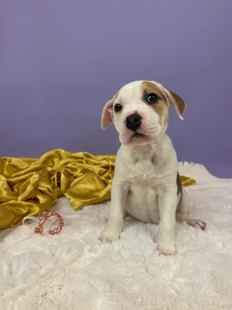 Marchioness thumbnail 4