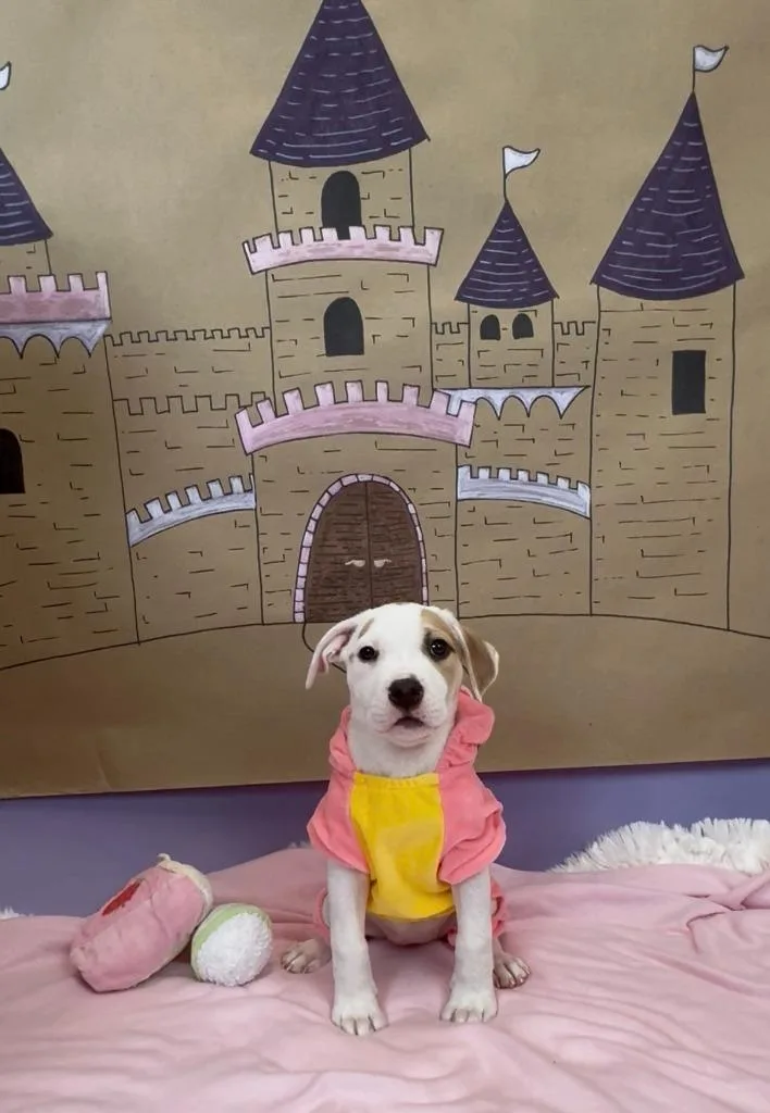 Marchioness thumbnail 5