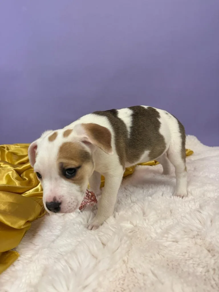 Marchioness thumbnail 6