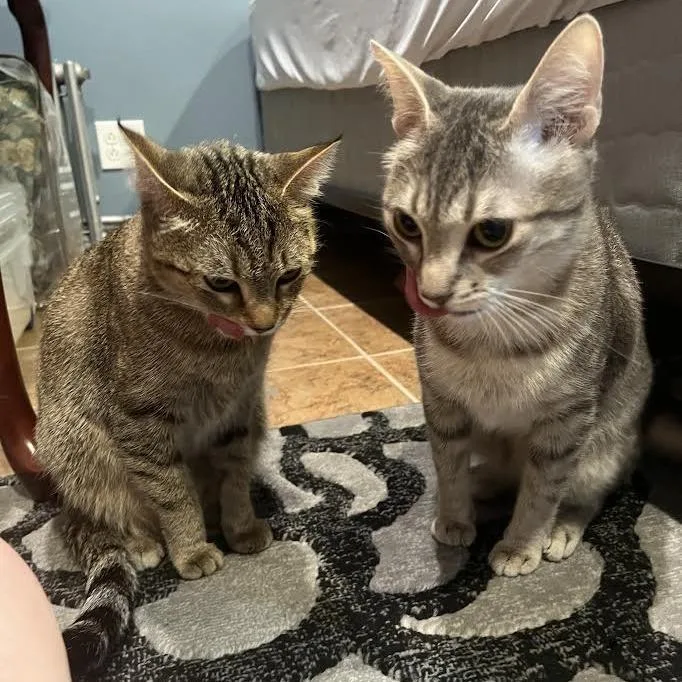 A young medium-sized female Brown / Chocolate Domestic Short Hair cat named Pepper Bonded Pair for adoption in Oak Park, IL