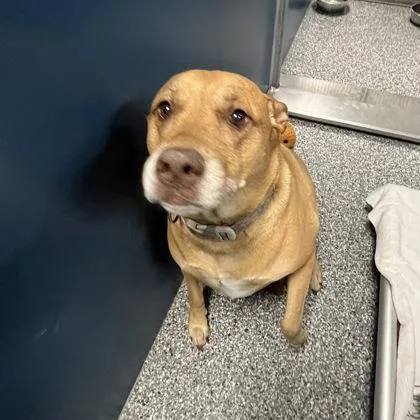 An adult large-sized female Apricot / Beige Mixed Breed dog named Daisy for adoption in Dubuque, IA