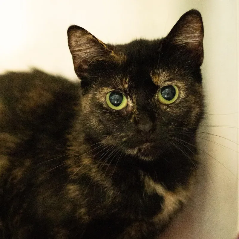 A young medium-sized female Domestic Short Hair cat named Liza for adoption in Cumming, GA