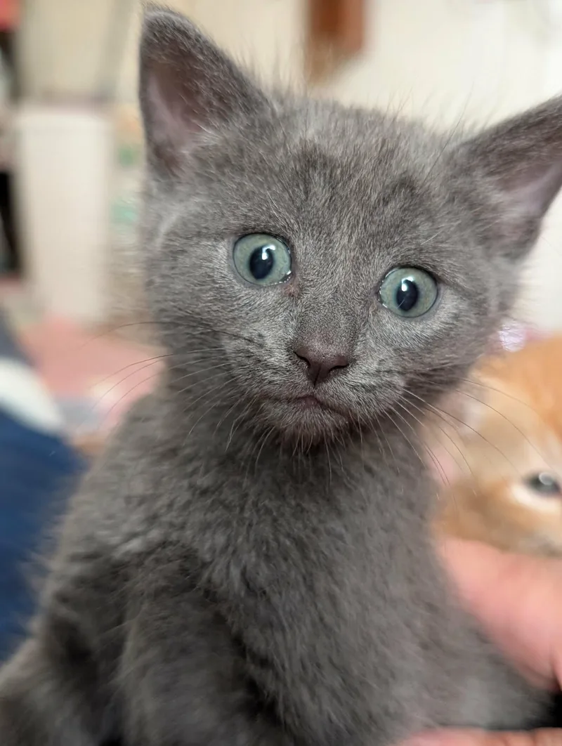 A baby medium-sized male Gray / Blue / Silver Domestic Short Hair cat named Solo for adoption in Granite Falls, NC