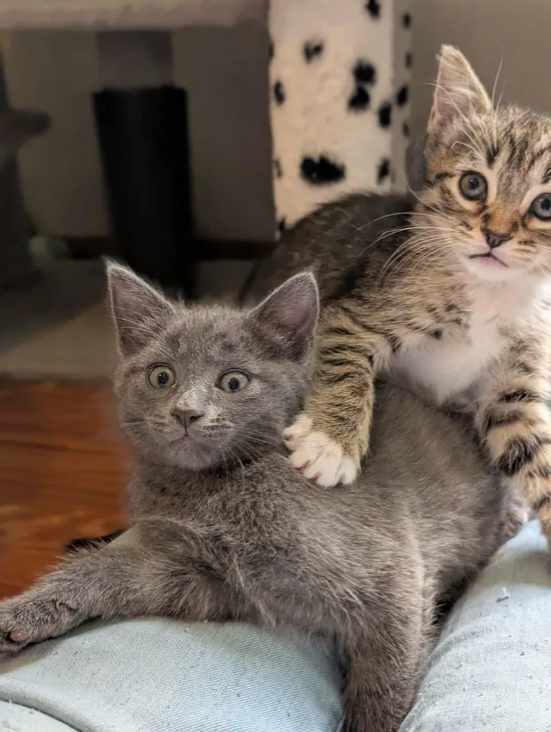Solo thumbnail 3