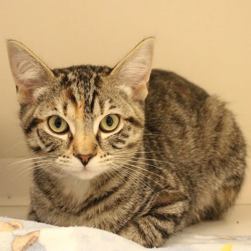 A baby small-sized female Brown / Chocolate Domestic Short Hair cat named Millie for adoption in Champaign, IL