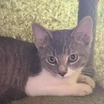 A baby small-sized male Gray / Blue / Silver Domestic Short Hair cat named Colt for adoption in Coralville, IA