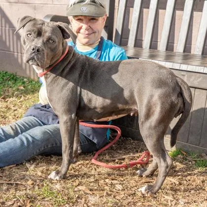 An adult large-sized female Mixed Breed dog named Shocka for adoption in Chamblee, GA