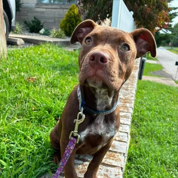 A baby medium-sized female Pit Bull Terrier dog named Moscato for adoption in Lexington, KY