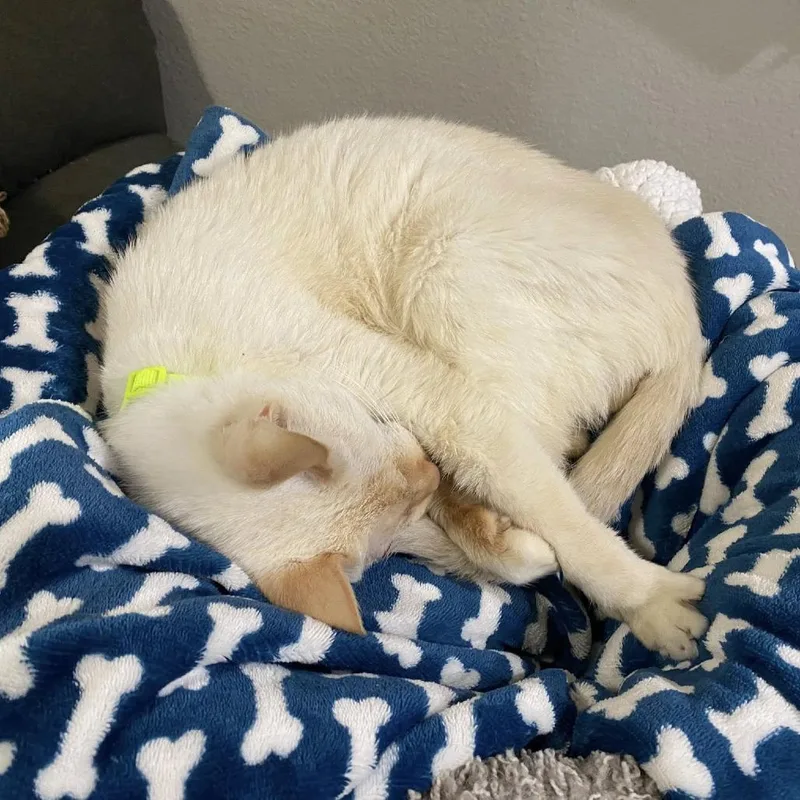 Marshmallow thumbnail 2