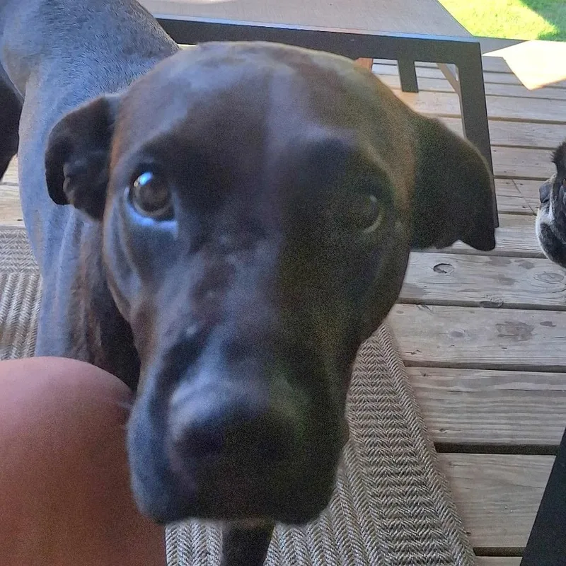 A baby medium-sized male Black Labrador Retriever dog named Rev for adoption in Spring, TX