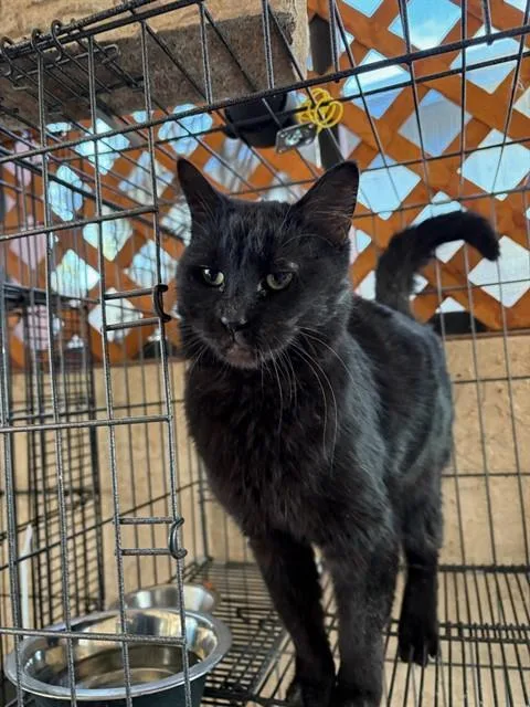 An adult medium-sized female Domestic Short Hair cat named Baby Shark for adoption in Albuquerque, NM