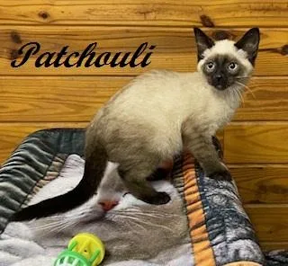 Patchouli  Seal Point thumbnail 2