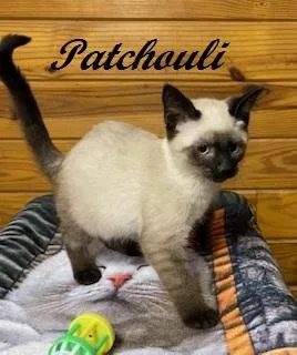 Patchouli  Seal Point thumbnail 4