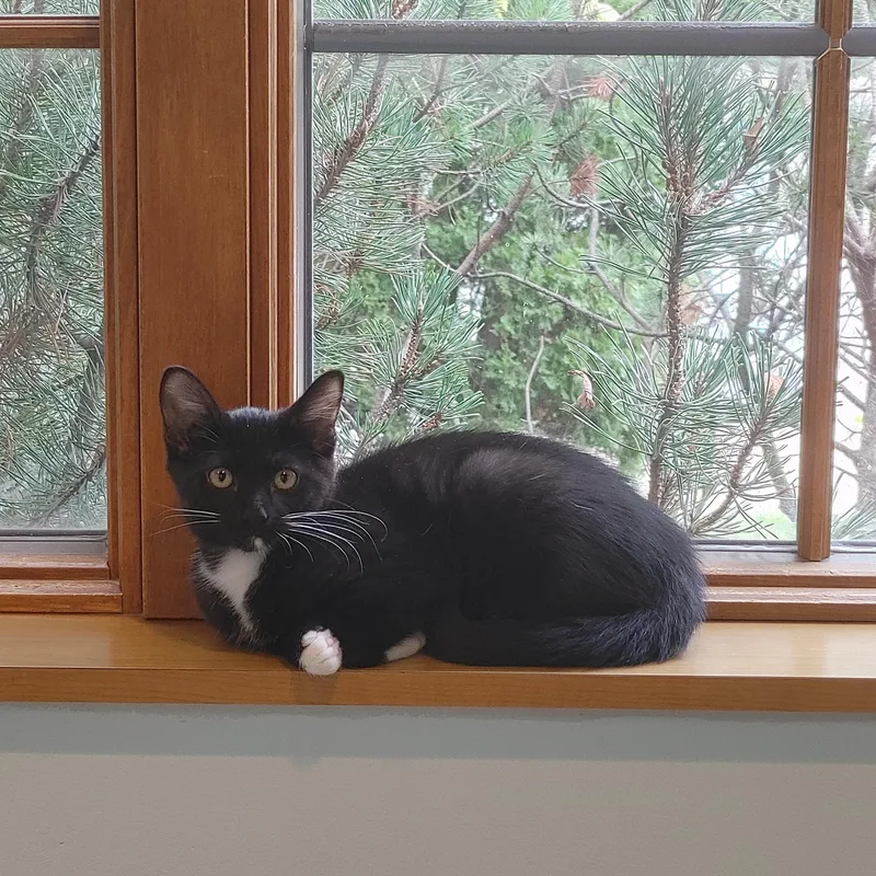 A baby medium-sized male Black & White / Tuxedo Domestic Short Hair cat named Thunder for adoption in Ann Arbor, MI