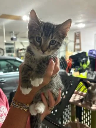 A baby medium-sized male Tabby (Brown / Chocolate) Domestic Short Hair cat named Cocoa for adoption in Lemoyne, PA