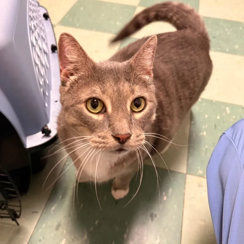 A senior extra large-sized male Gray / Blue / Silver Domestic Short Hair cat named Ashton for adoption in South Burlington, VT