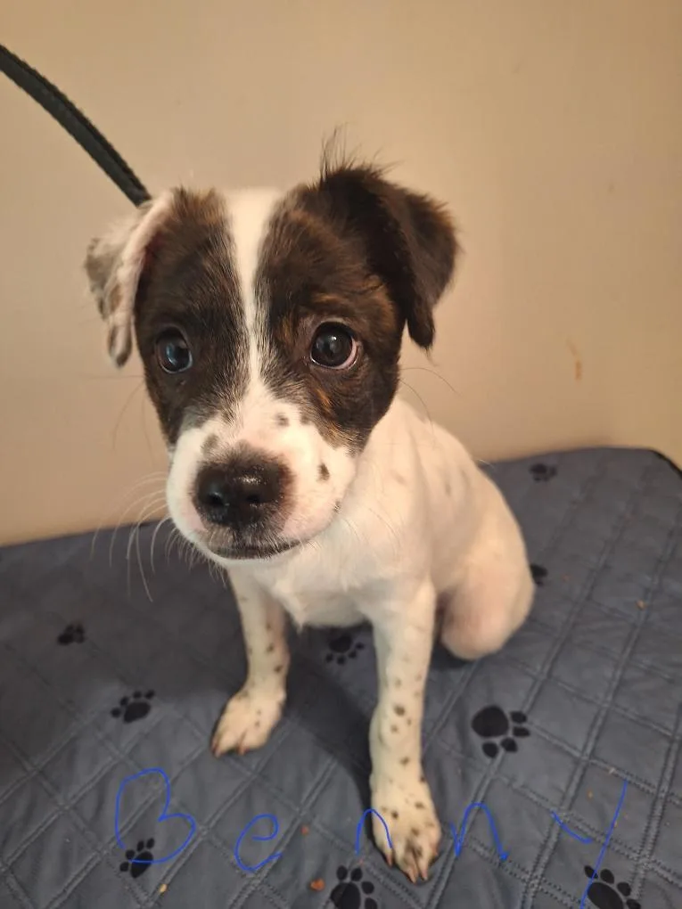 A baby medium-sized male Brittany Spaniel dog named Benny for adoption in Melbourne, AR