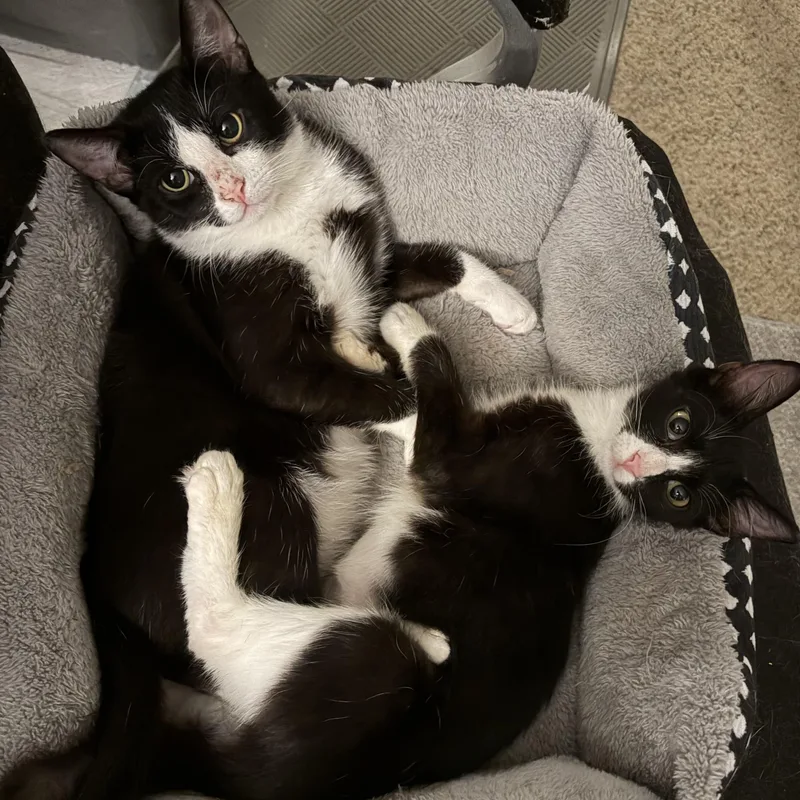 A baby medium-sized female Black & White / Tuxedo Domestic Short Hair cat named Mitsu for adoption in Santa Ana, CA