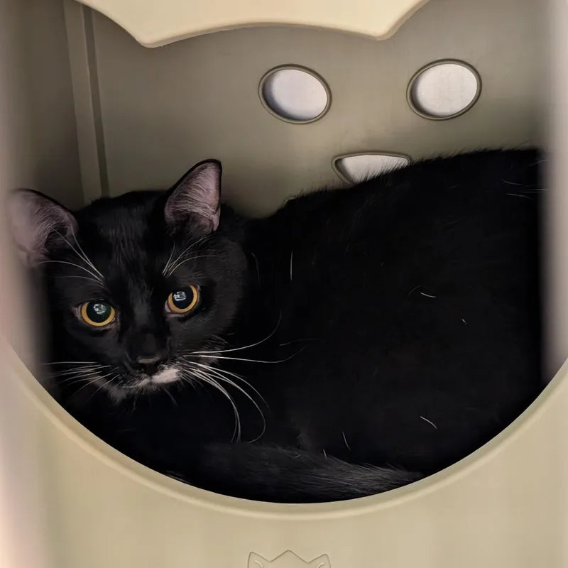 A young extra large-sized male Black Domestic Short Hair cat named Merlin for adoption in Titusville, FL