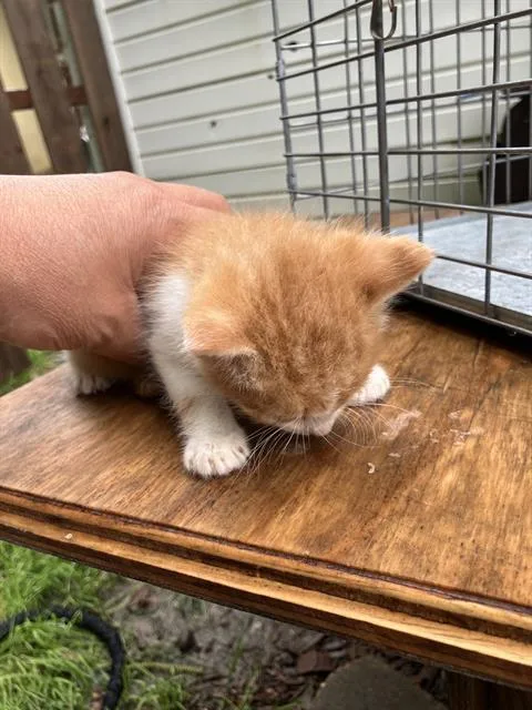 A baby large-sized male Domestic Short Hair cat named Luke for adoption in Dallas, TX
