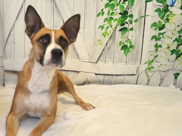 An adult medium-sized female Pit Bull Terrier dog named Sissy for adoption in Oroville, CA