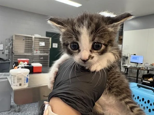 A baby small-sized female Domestic Medium Hair cat named Jill for adoption in Thousand Palms, CA