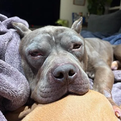 An adult medium-sized male Pit Bull Terrier dog named Grizz for adoption in Chicago, IL