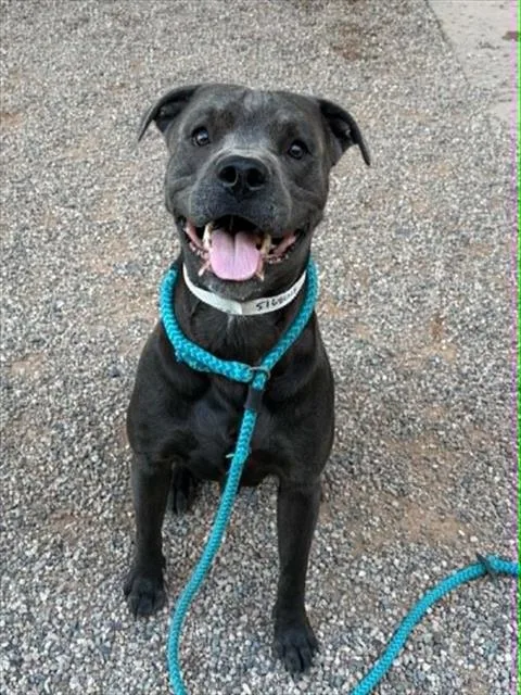 An adult large-sized male Pit Bull Terrier dog named Shale for adoption in Phoenix, AZ