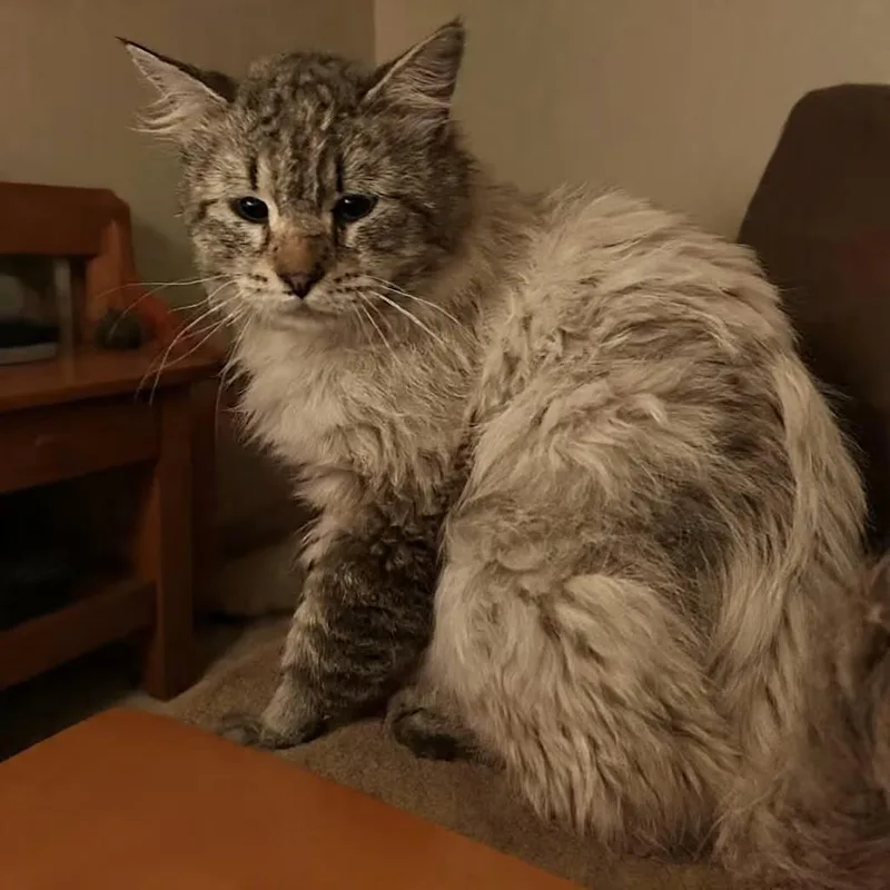 An adult large-sized male Buff / Tan / Fawn Ragdoll cat named Big Daddy for adoption in Greensboro, NC