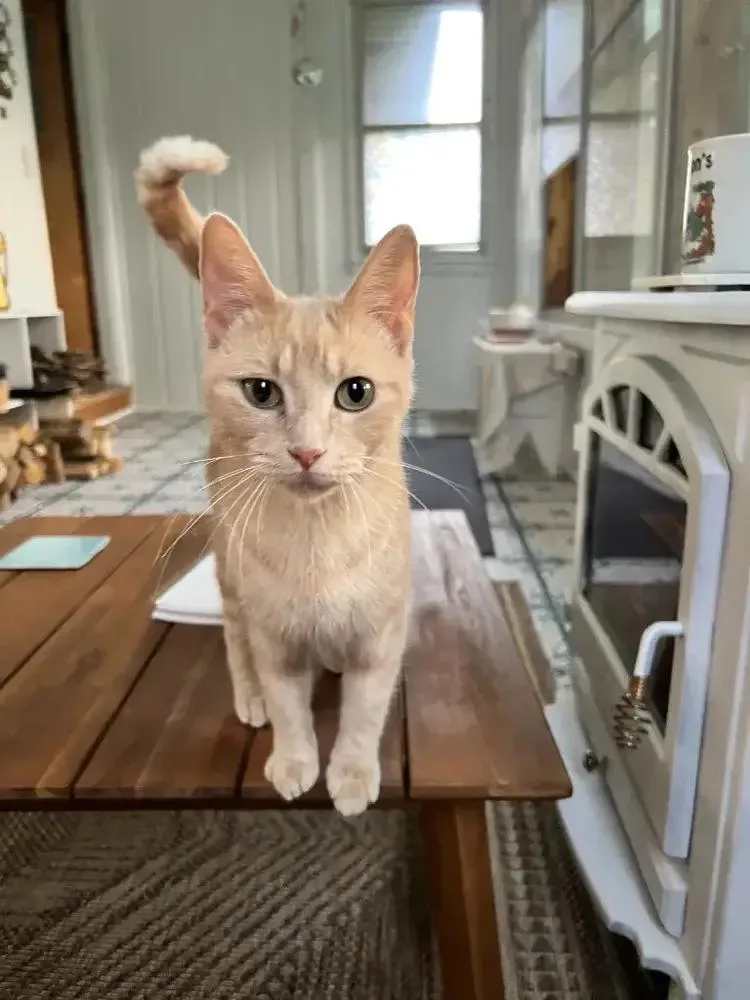 An adult medium-sized female Domestic Short Hair cat named Bell for adoption in Grand Rapids, MI