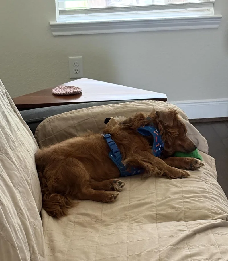 A young small-sized male Mixed Breed dog named Copper for adoption in Richmond, TX