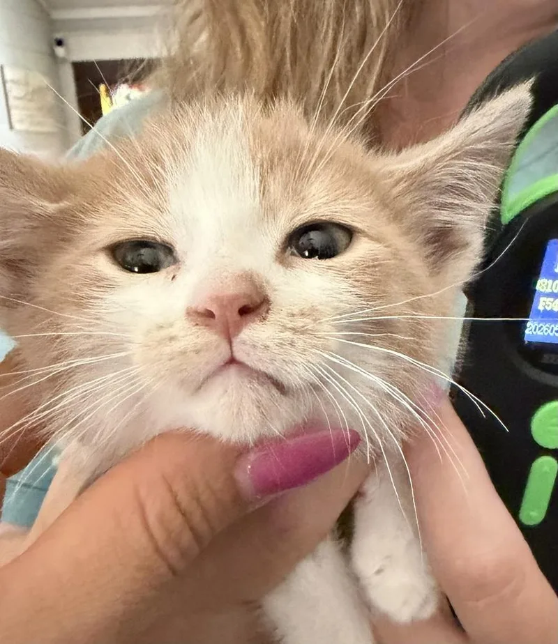 A baby small-sized male Orange & White Domestic Long Hair cat named Tom Sawyer for adoption in Poplar Grove, IL