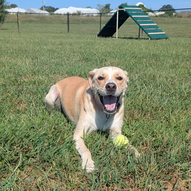Kahlua