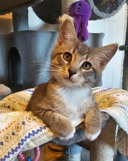 A baby medium-sized female Gray & White Domestic Short Hair cat named Jani for adoption in Warr Acres, OK