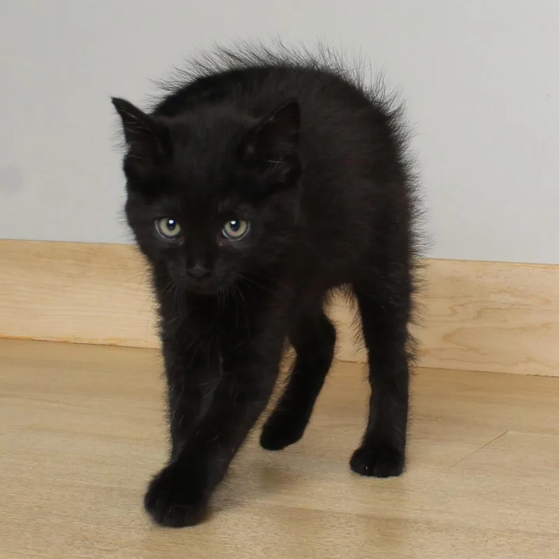 A baby small-sized male Black Domestic Short Hair cat named Black Licorice C for adoption in Minnetonka, MN